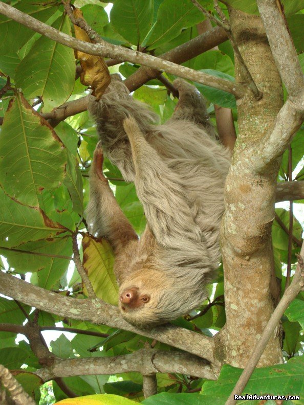 The Sloth | Atv Adventure Tours - Jaco - Los Suenos | Image #6/9 | 