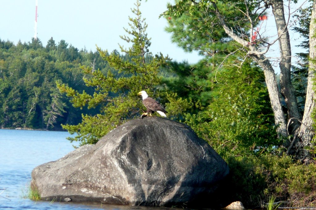 Bald Eagle with a fish. | A Unique Waterfront B & B in the Heart of Maine | Image #4/18 | 