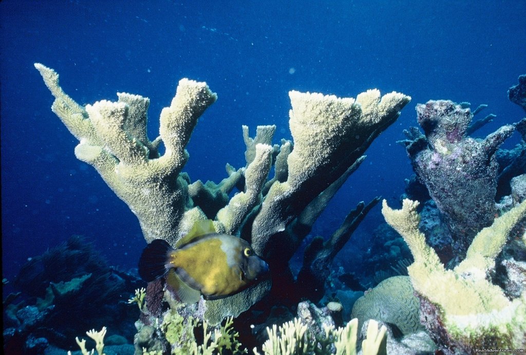 Elk horn coral | Caribbean Images Tours | Image #5/12 | 