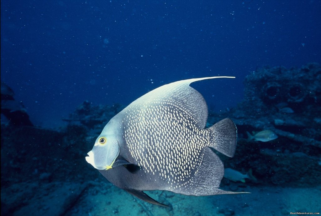 French Angel fish | Caribbean Images Tours | Image #4/12 | 