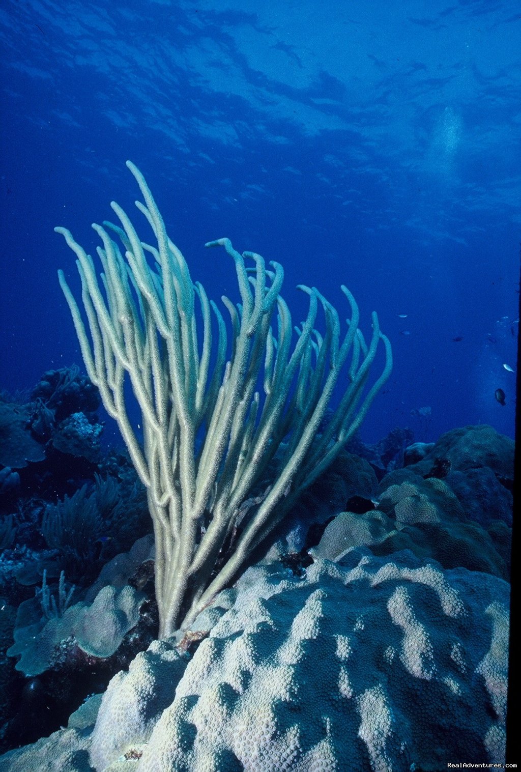 Gorgonia soft coral | Caribbean Images Tours | Image #6/12 | 