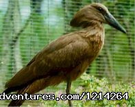 Hamerkop Safaris - Kenya's Best Tour Operators | Central, Kenya | Sight-Seeing Tours