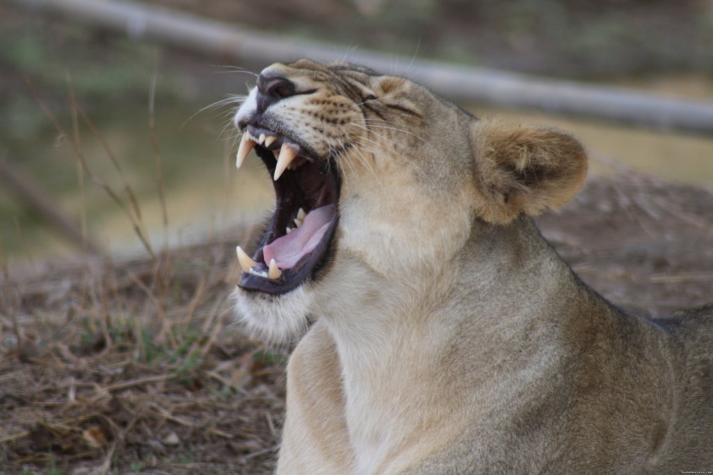 Feeling Sleepy | Wildlife Safaris & Adventure Sports In South Asia | Image #3/20 | 