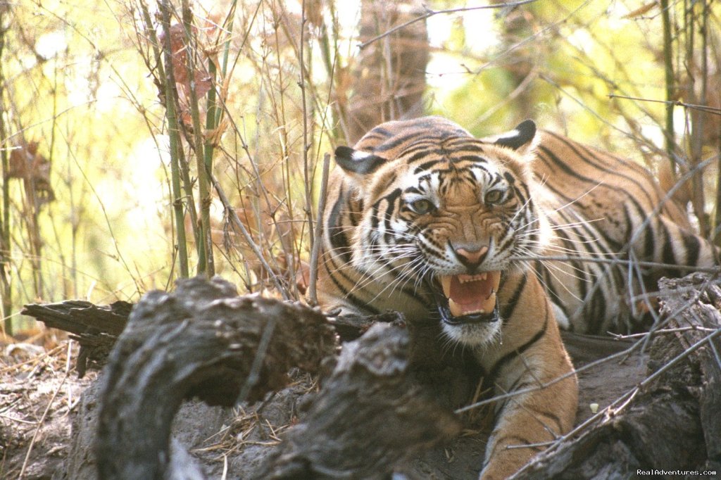 Don't Mess With Me | Wildlife Safaris & Adventure Sports In South Asia | Image #6/20 | 