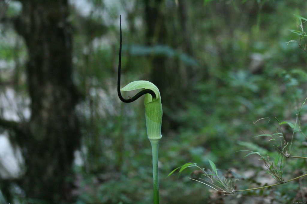 Cobra Lilly | Wildlife Safaris & Adventure Sports In South Asia | Image #11/20 | 