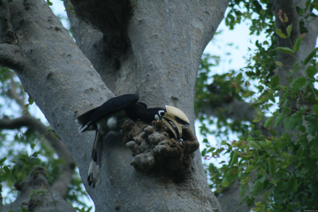 Pied Hornbill at a nest | Wildlife Safaris & Adventure Sports In South Asia | Image #12/20 | 