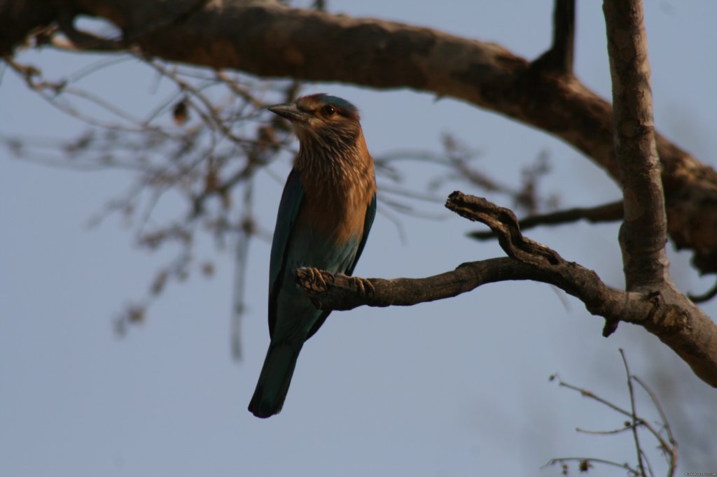 Indian Roller | Wildlife Safaris & Adventure Sports In South Asia | Image #14/20 | 