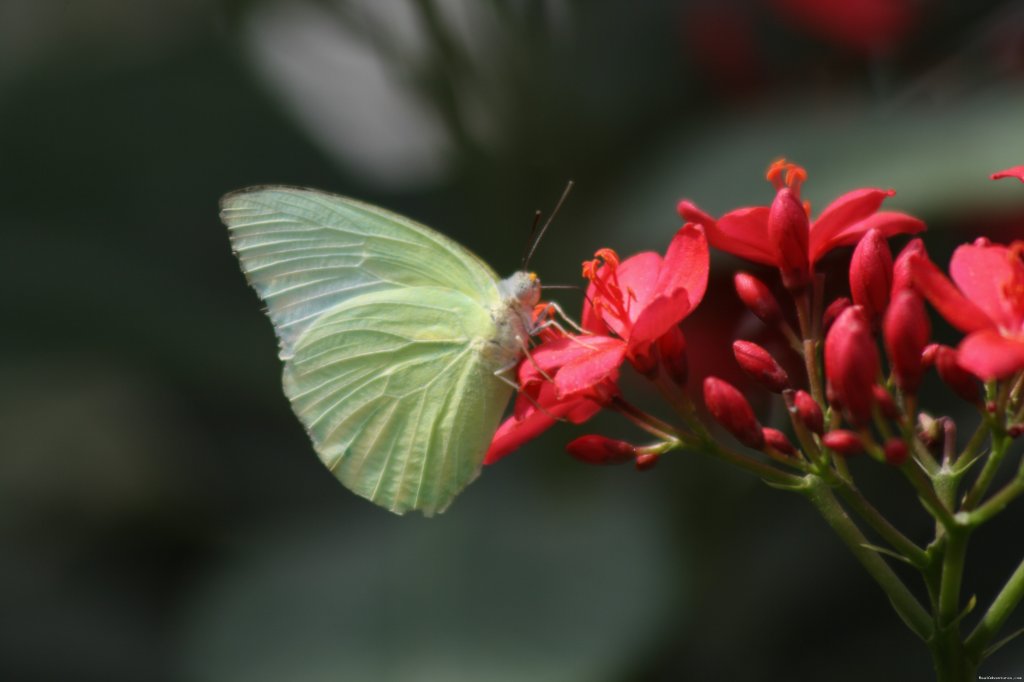 Butterflies | Wildlife Safaris & Adventure Sports In South Asia | Image #2/20 | 
