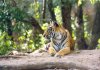 Wildlife Safaris & Adventure Sports In South Asia | Tala, India