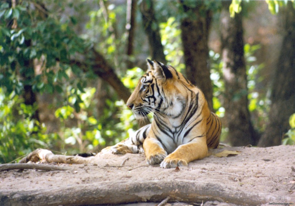 What a pose | Wildlife Safaris & Adventure Sports In South Asia | Tala, India | Wildlife & Safari Tours | Image #1/20 | 