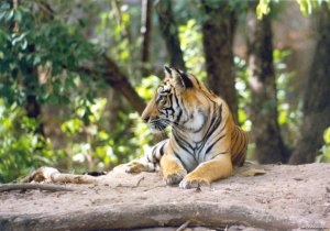 Wildlife Safaris & Adventure Sports In South Asia | Tala, India | Wildlife & Safari Tours