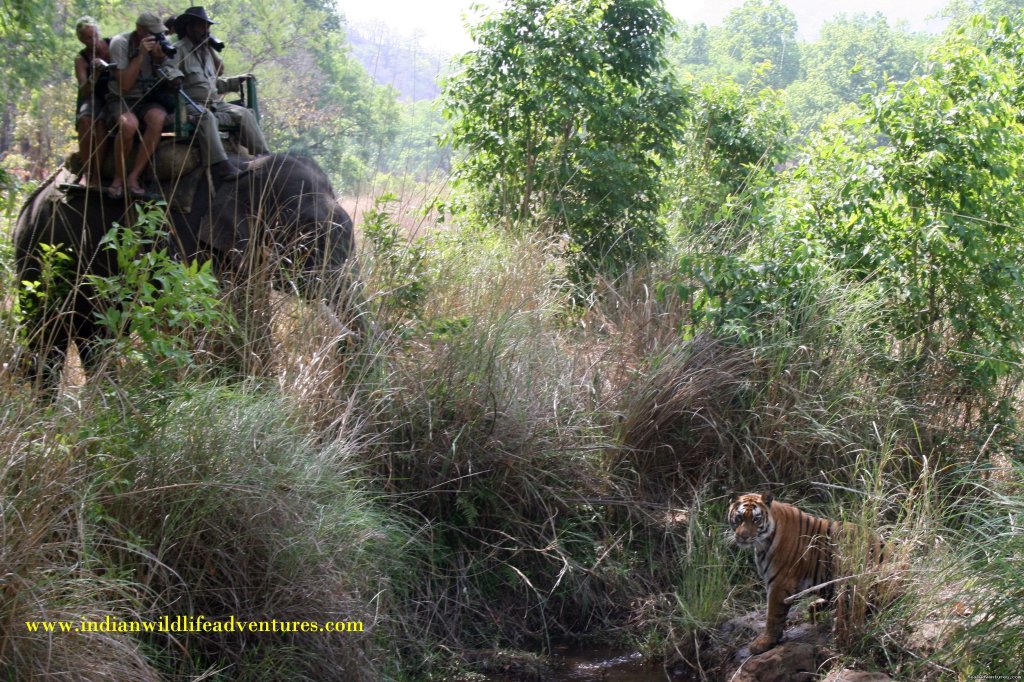 Elephant Backed Tiger Safari | Wildlife Safaris & Adventure Sports In South Asia | Image #19/20 | 