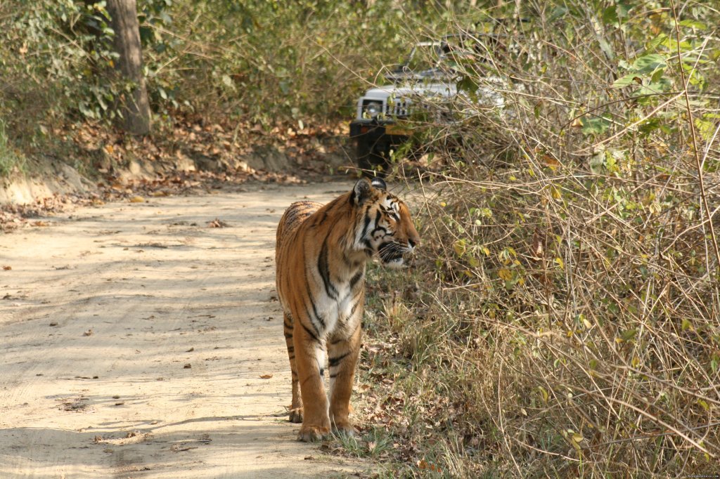 Wildlife Jeep Safaries | Wildlife Safaris & Adventure Sports In South Asia | Image #20/20 | 