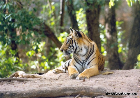 Wildlife Safaries & Adventure Sports In South Asia Photo