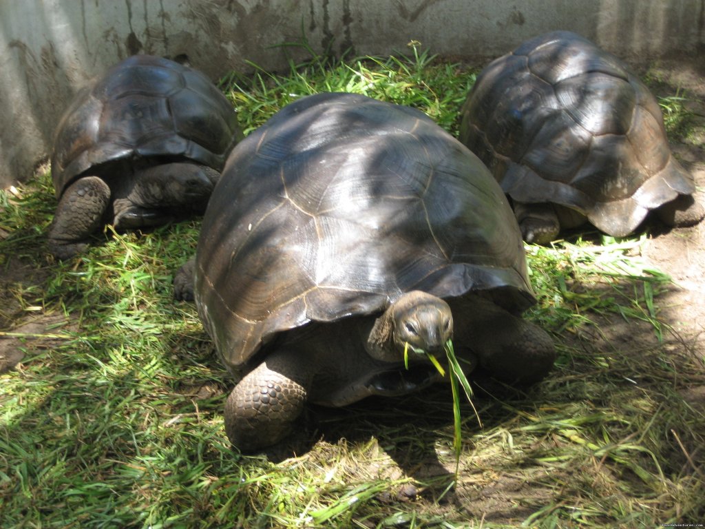 Giant Tortoises of the Seychelles | Beach Bungalows in the Seychelles | Image #9/10 | 