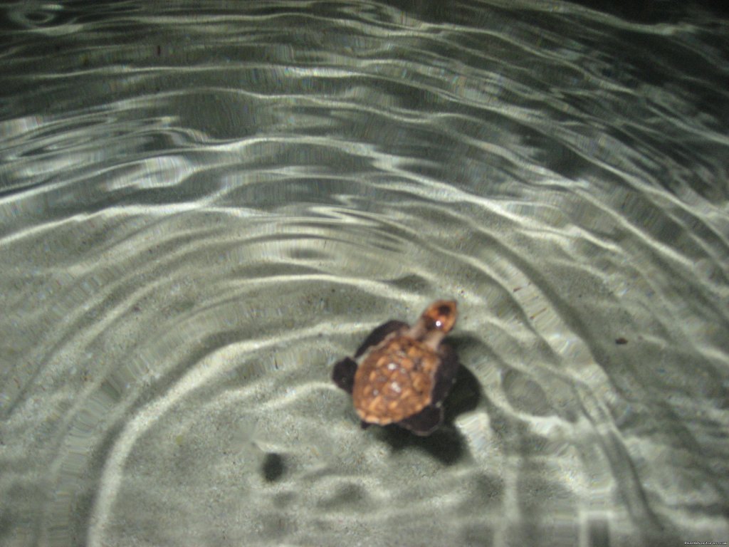 Hawksbill Turtle | Beach Bungalows in the Seychelles | Image #10/10 | 