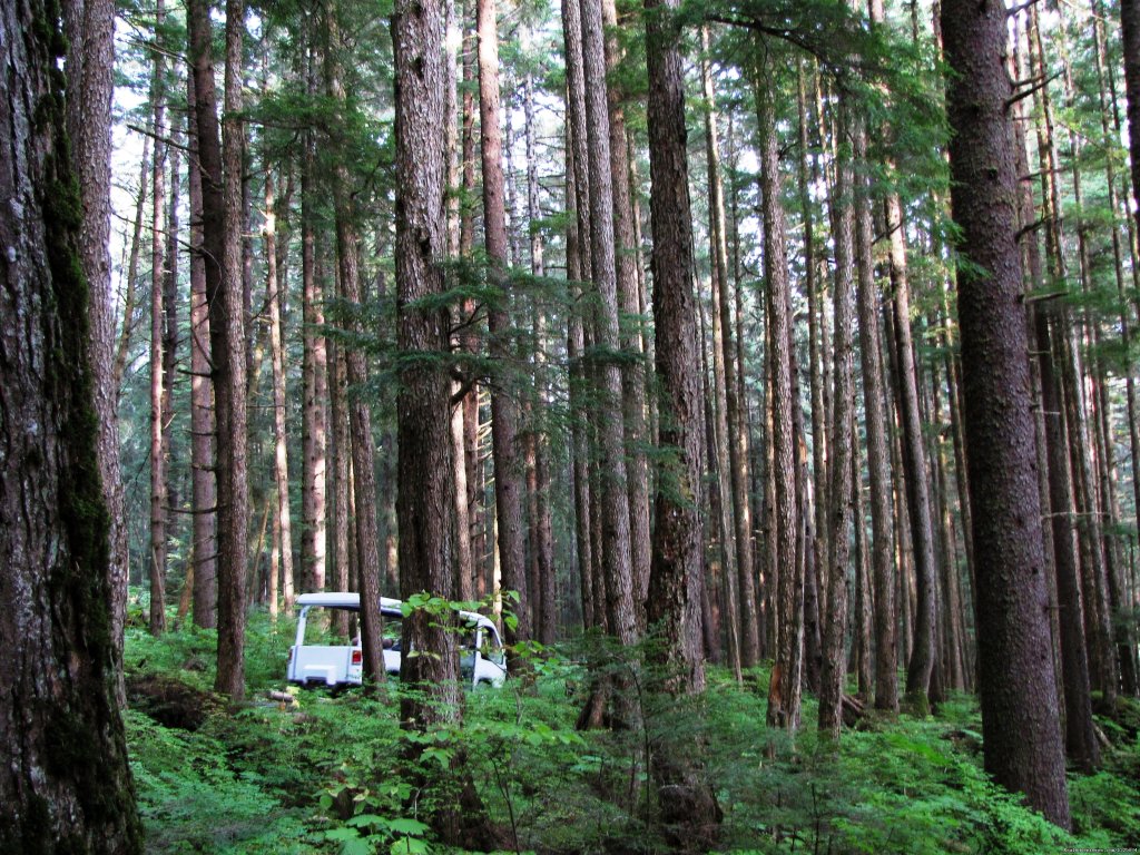 Rainforest Aventures | Alaskan Botanical Garden Adventures | Image #2/4 | 