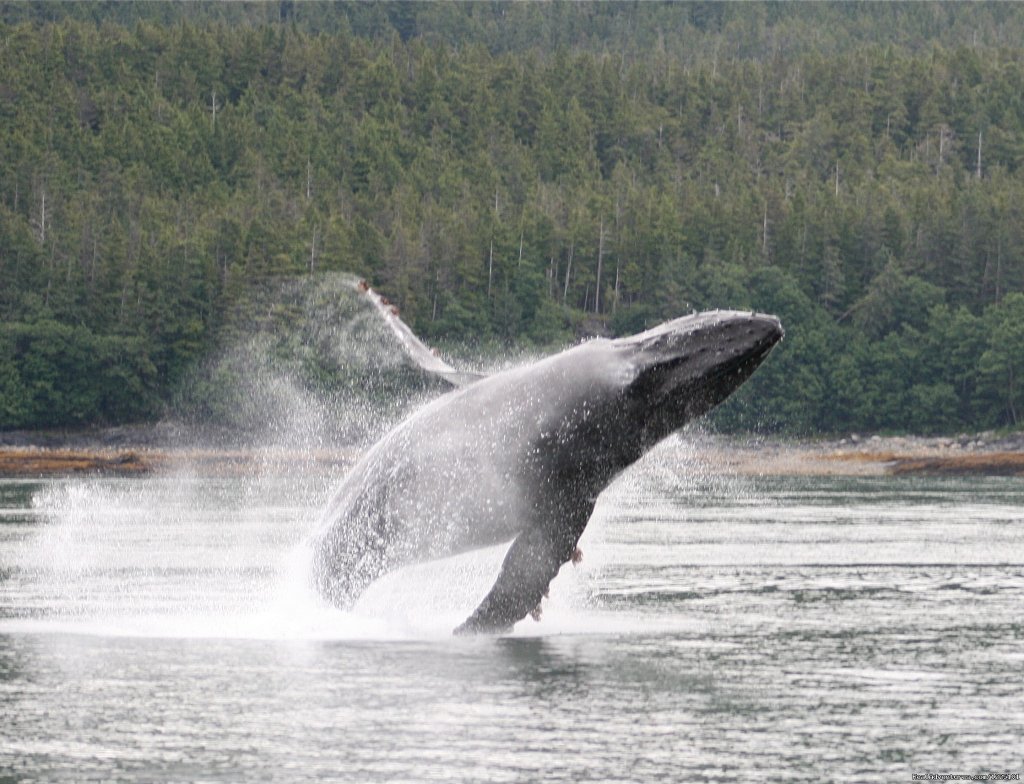 Weather Permitting Alaska LLC | Juneau, Alaska  | Whale Watching | Image #1/15 | 