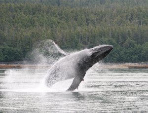 Weather Permitting Alaska LLC | Juneau, Alaska | Whale Watching