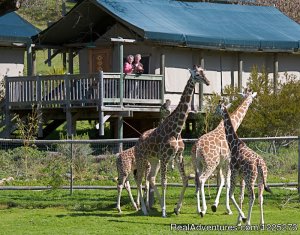 Safari West | Santa Rosa, California | Hotels & Resorts