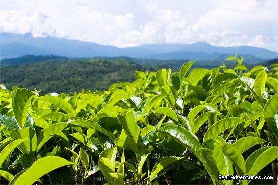 Sabah tea garden | 2D/1N Kinabalu Park/Mesilau/Sabah tea | Image #8/8 | 