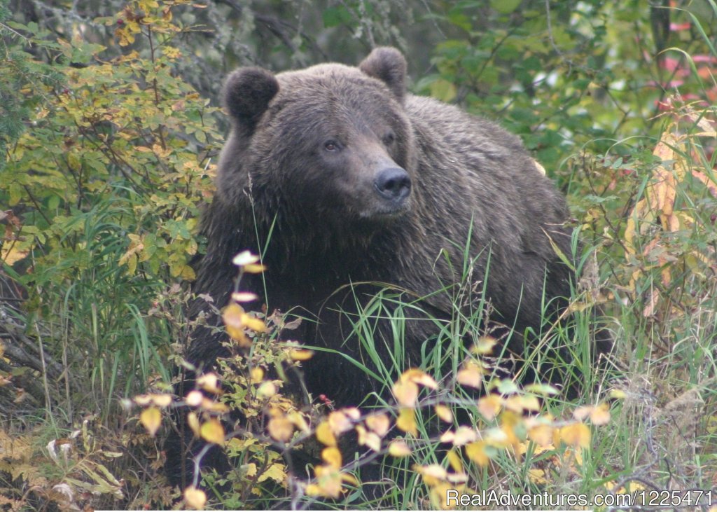 Private Brown Bear Viewing at our own Camp | Alaska's Destination for Adventure | Image #3/17 | 