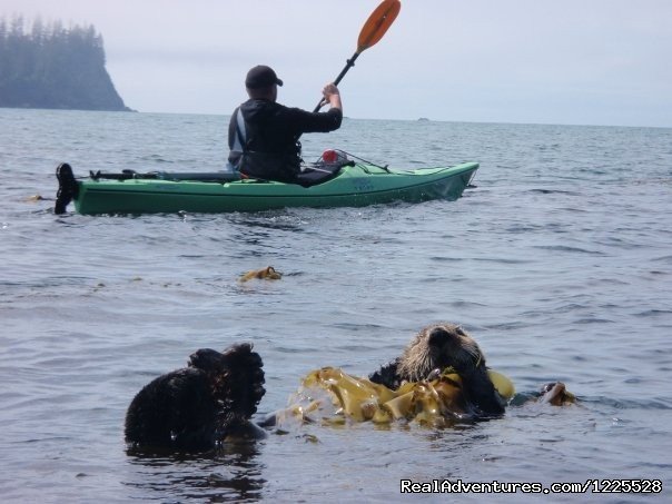 Homer Ocean Charters and Otter Cove Resort | Experience Alaska with Homer Ocean Charters | Image #8/8 | 