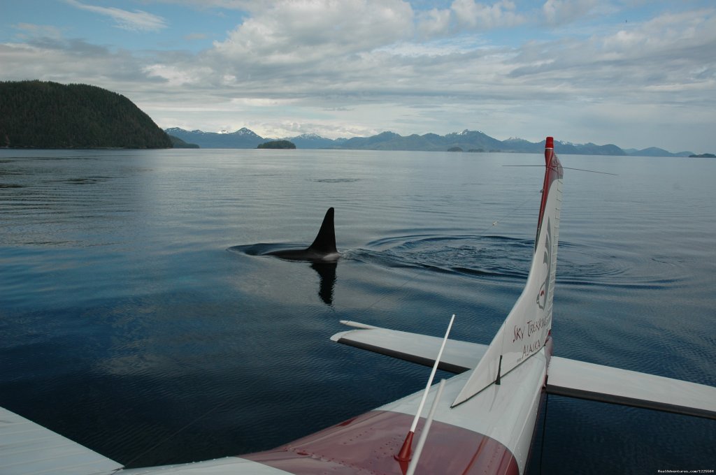 Orca Whales in Prince William Sound | Sky Trekking Alaska | Image #6/22 | 