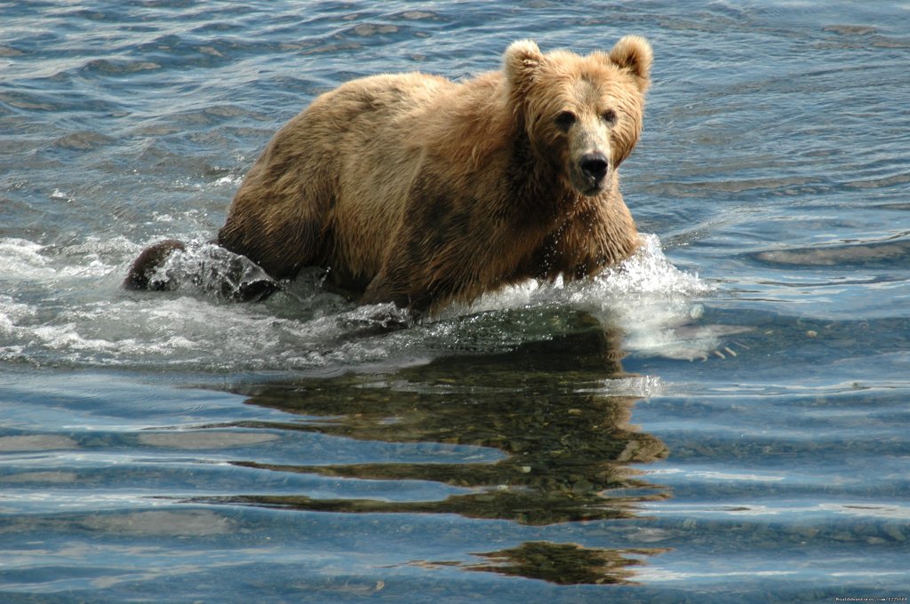 Kodiak Brown Bears | Sky Trekking Alaska | Far North, Alaska  | Eco Tours | Image #1/22 | 
