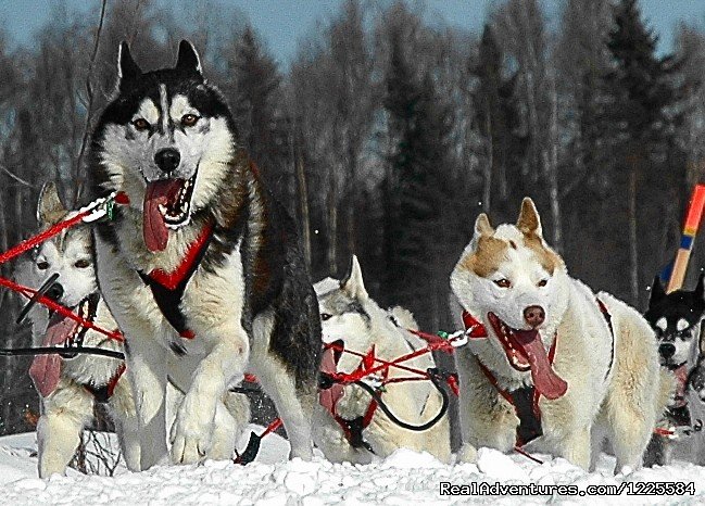 Dogs | Sky Trekking Alaska | Image #22/22 | 