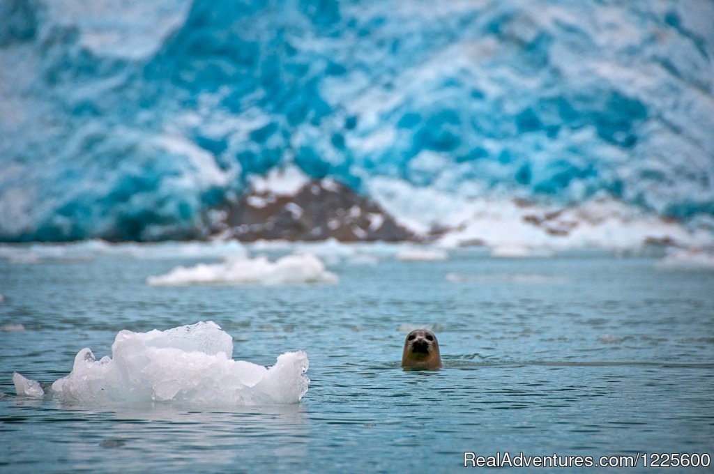 Curious Harbor Seal | Kayak Adventures Worldwide in Seward, Alaska | Image #7/13 | 