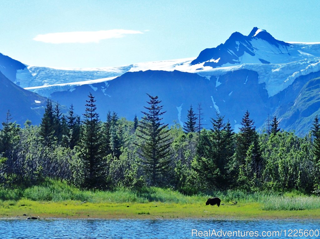 Bears and Glaciers in Pederson Lagoon | Kayak Adventures Worldwide in Seward, Alaska | Image #8/13 | 