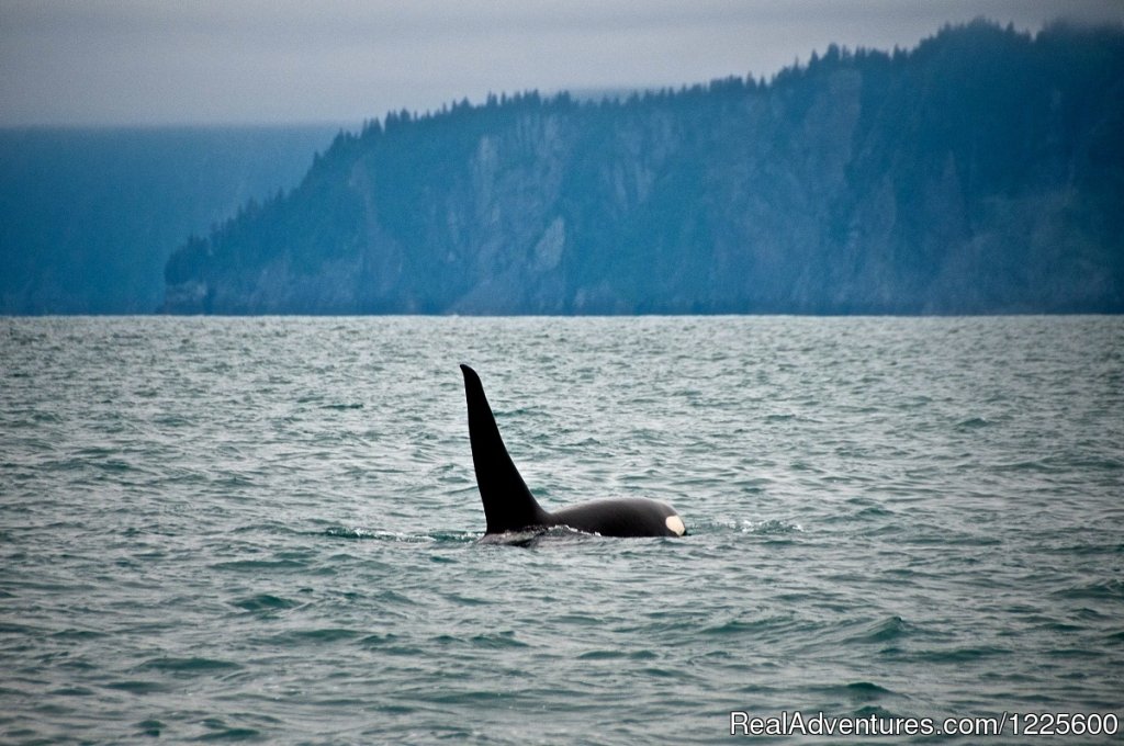 Ocra Whale | Kayak Adventures Worldwide in Seward, Alaska | Image #4/13 | 