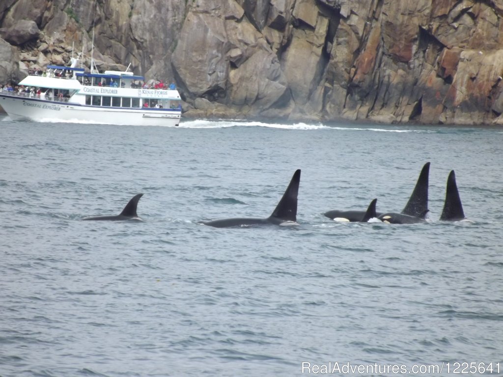 Pod of Orca Whales in Kenai Fjords National Park | Alaska Small Group Guided Wildlife & Glacier Tours | Image #4/9 | 