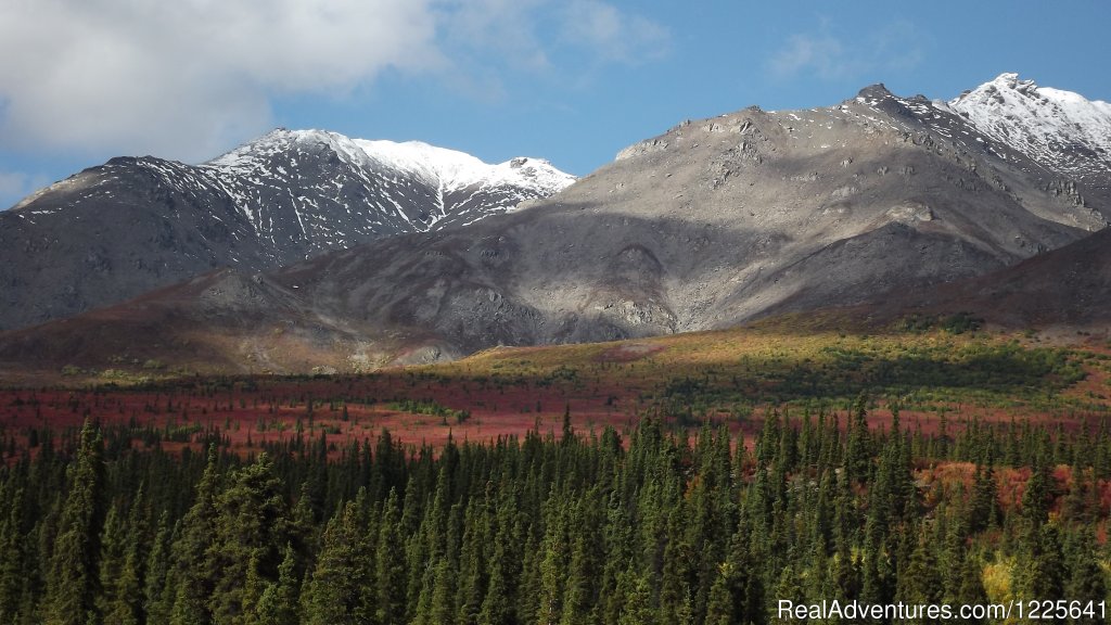 Denali Fall Colors are Beautiful in September | Alaska Small Group Guided Wildlife & Glacier Tours | Image #7/9 | 