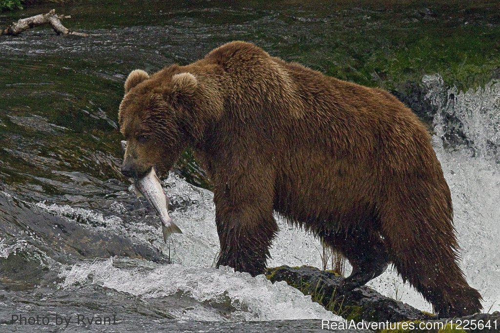 Remote Bear Viewing | Alaska Small Group Guided Wildlife & Glacier Tours | Image #2/9 | 