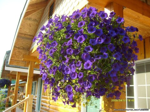 Petunias hanging from deck