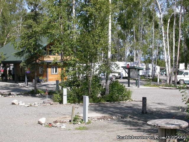 Nice trees | Come stay with us at Talkeetna Camper Park | Image #2/4 | 