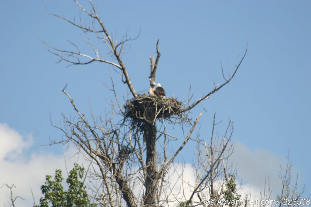 Nesting Bald Eagles | Mahay's Jet Boat Adventures | Image #5/5 | 