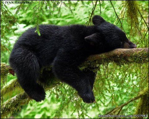 Relaxing Black Bear at AnAn