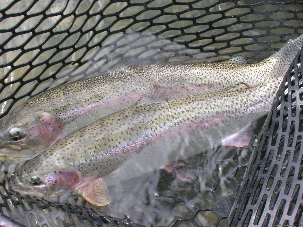 Rainbow Trout | High Adventure Air Charter | Image #8/15 | 
