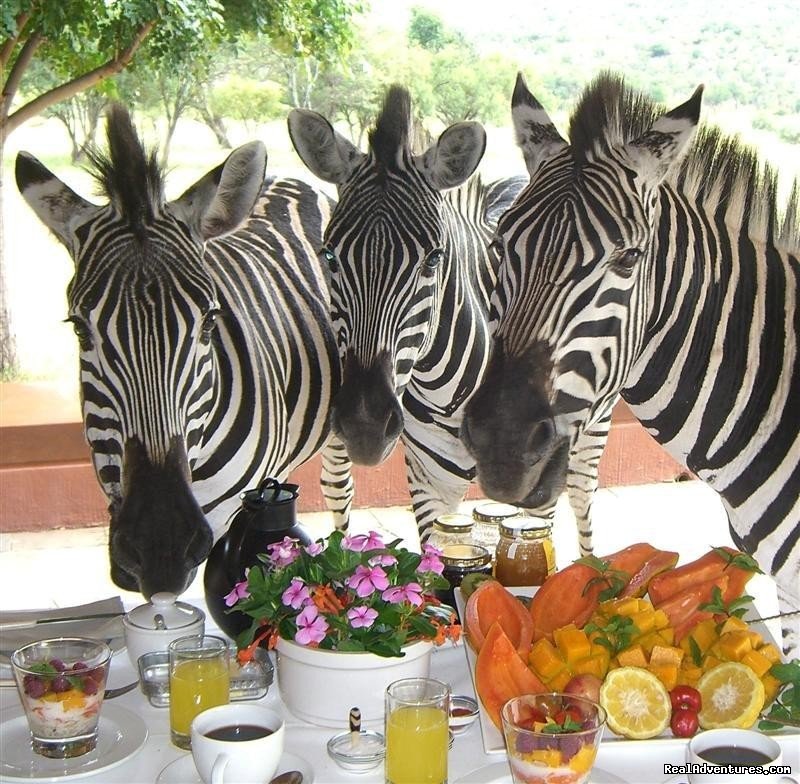 Zebras Crossing Very Private Game Reserve | Image #5/7 | 