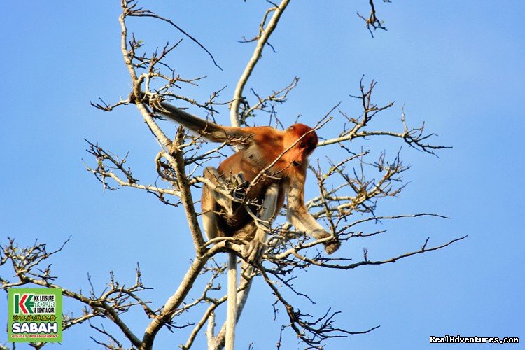 Proboscis Monkey | 5d/4n Sabah Below The Wind Esplanade Packages | Image #18/23 | 