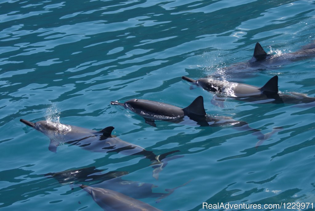 Guaranteed Dolphin Encounters Daily | Kauai Sea Tours Na Pali Coast Adventures | Image #2/11 | 
