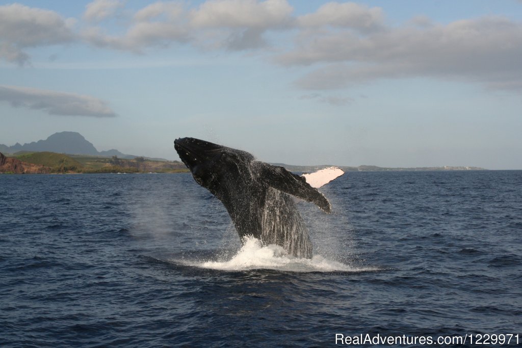 See the Amazing Humpback Whales (Dec-Apr.) | Kauai Sea Tours Na Pali Coast Adventures | Image #7/11 | 
