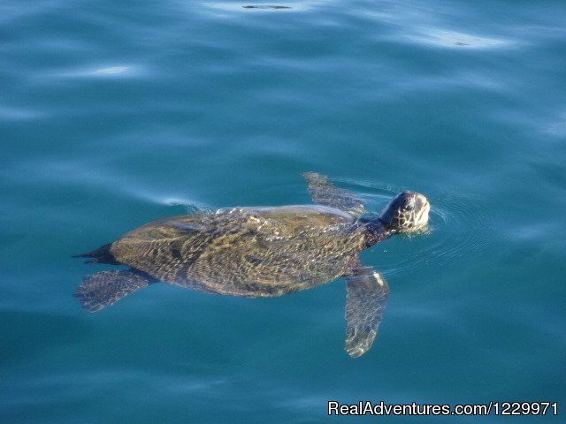 Kauai Sea Tours Na Pali Coast Adventures | Image #10/11 | 
