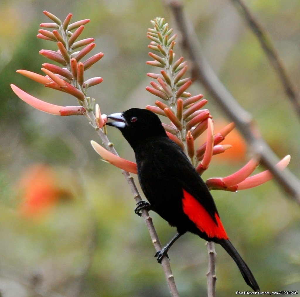 Rare Birds | Explore Panama | Image #2/15 | 
