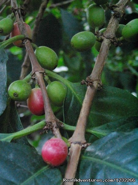 Boquete Coffee, the best in the owrld | Explore Panama | Image #4/15 | 
