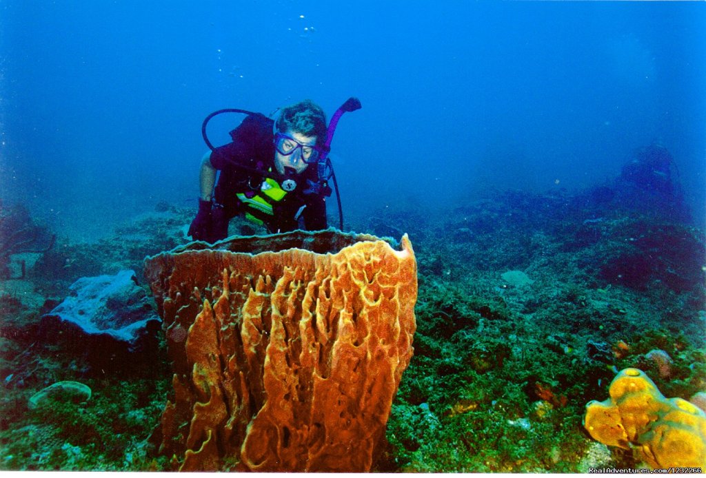 Coral lodge diving | Explore Panama | Image #3/15 | 