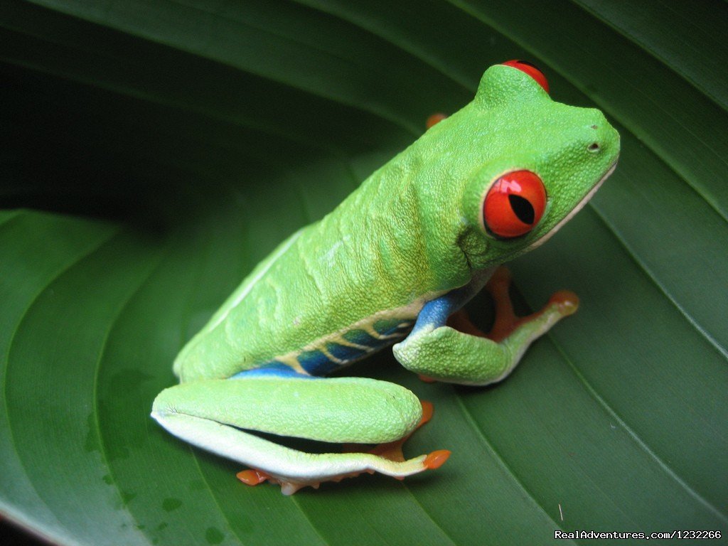 Green Frogs | Explore Panama | Image #5/15 | 